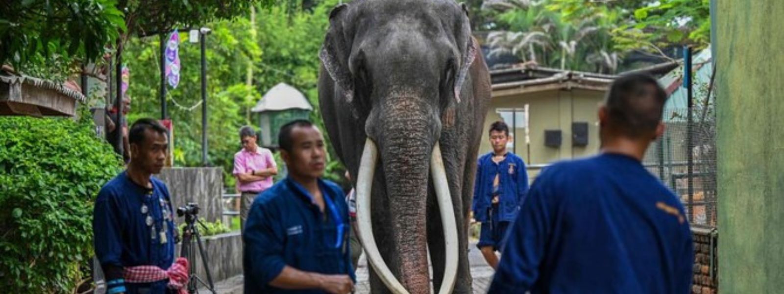 Thai tusker en route to Thailand from SL